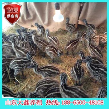 南京鸵鸟的养殖方法小鸵鸟的价格多少