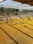 养殖场玻璃钢网格板鸽舍地网动物踏步板耐腐蚀格栅地网
