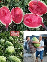 哪个公司产的双红金五西瓜种子正宗产量高抗病性强图片