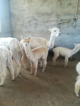羊駝養殖場羊駝影視合作羊駝租賃