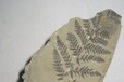 贵州毕节植物化石拍卖价格走势