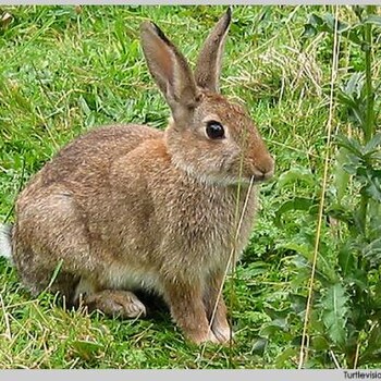 杂交野兔散养养殖技术獭兔公羊兔兔苗从哪里买