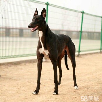 会全活的格惠犬到哪里去买格惠幼犬多少钱一只