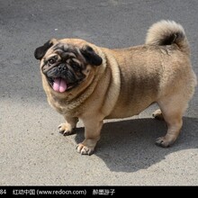 在上海什么地方能买到八哥犬八哥幼犬多少钱能买到图片