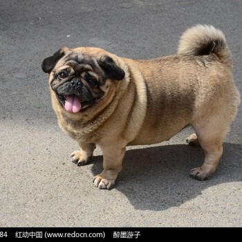 在上海什么地方能买到八哥犬八哥幼犬多少钱能买到