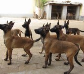 马犬养殖驯养销售安康市马犬幼犬出售