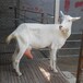 达日县个体户养殖莎能奶山羊