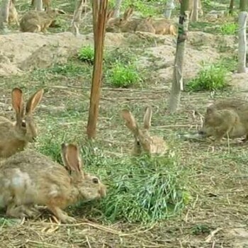 杭州市比利时种兔兔苗繁殖基地
