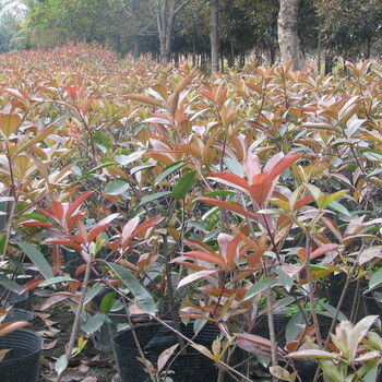高60cm紅葉石楠新報價紅葉石楠基地供應紅葉石楠綠化工程苗