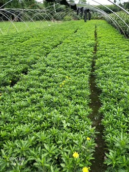 高30cm木春菊新价格木春菊基地供应木春菊绿化工程苗