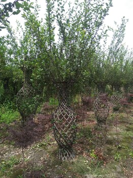 高2-3米紫薇花瓶造型新价格紫薇花瓶造型种植基地紫薇花瓶多少钱一个