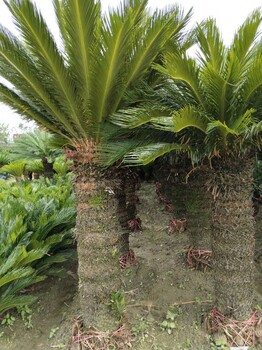 桿高50-2米鐵樹新價格鐵樹種植基地熱帶植物供應(yīng)商