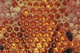 上海蜂蜜进口报关步骤多吗