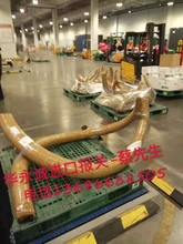 猛犸象牙怎么進(jìn)口