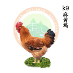 k9麻黄鸡