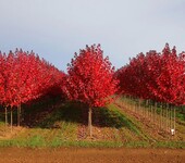 美国红枫日本红枫红枫树园林景观