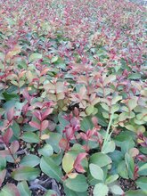 紫薇小苗种植基地/供应紫薇小苗/一年生紫薇小苗价格图片