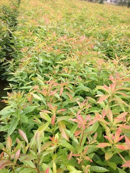 木荷小苗/一年生木荷小苗價(jià)格/1公分木荷小苗