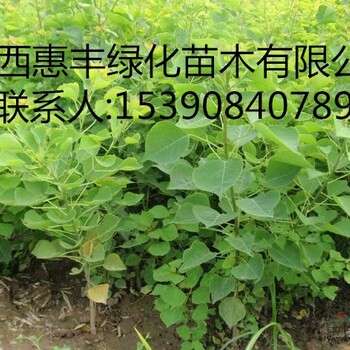 一年生山烏桕小苗/山烏桕小苗價(jià)格