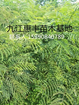 合歡小苗種植基地/供應(yīng)合歡小苗/一年生合歡小苗價(jià)格