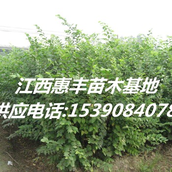 1公分樸樹小苗價(jià)格
