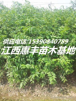 1公分樸樹價(jià)格/2公分樸樹價(jià)格/3公分樸樹價(jià)格