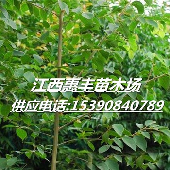 1公分樸樹小苗/一年生樸樹小苗價格/樸樹小苗批發(fā)