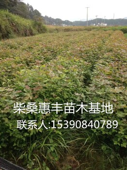 一年生楓香小苗價格