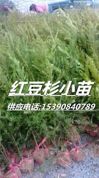 红豆杉小苗/一年生红豆杉小苗价格/1公分红豆杉小苗