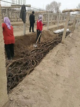 葡萄埋土网A吐鲁番葡萄树埋土网厂家耐腐蚀防虫害