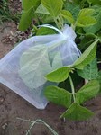 抗腐蚀十米宽豆虫网耐晒结实豆虫养殖纱网可用五年