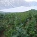 全新料60目防虫网大棚蔬菜防虫网密度好耐晒