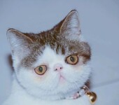 精品加菲猫多只在售签协议包健康CFA猫舍专业繁殖