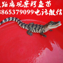 脫溫鱷魚苗價格鱷魚養殖場直銷價格圖片