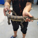 30公分鳄鱼幼苗价格鳄鱼养殖场