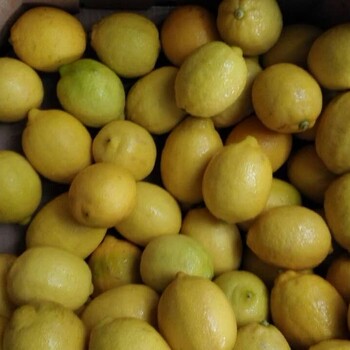 进口南非柠檬批发渠道