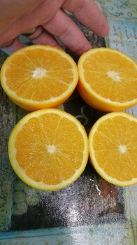 南非鲜果脐橙茶饮店橙子进口脐橙批发商广州江南水果批发市场