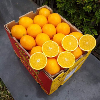 进口甜橙南非金巴利脐橙15kg装批发供应