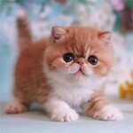 加菲猫,南京加菲猫多少钱一只,加菲猫品种加菲猫图片—猫咪交易网