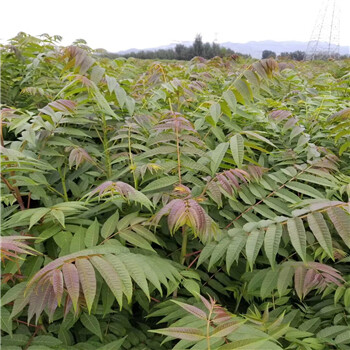 露天红油香椿苗香椿苗基地一公分红油香椿苗大棚红油香椿苗