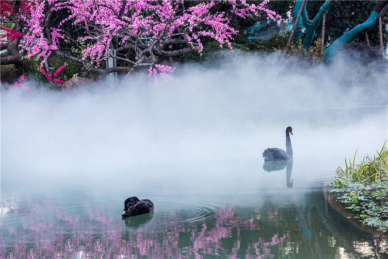 信阳小区雾森