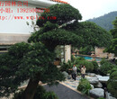 广东庭院园林绿化风水设计中置石的重要作用-五行园林公司