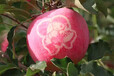 静宁苹果，静宁红富士苹果，静宁苹果批发，静宁苹果价格