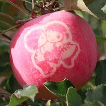 静宁红富士苹果价格，静宁苹果一箱多少钱，静宁苹果的特点，甘肃静宁苹果批发价格