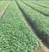大量草莓苗出售郴州草莓苗批发_郴州草莓苗培育基地