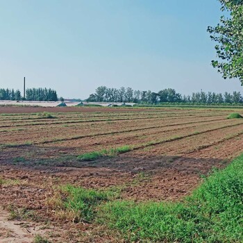 万盛瓜果种植价格咨询山东民泰