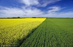 通州土地租赁良种基地山东民泰图片2