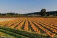 北京周边耕地出租土地肥沃山东民泰