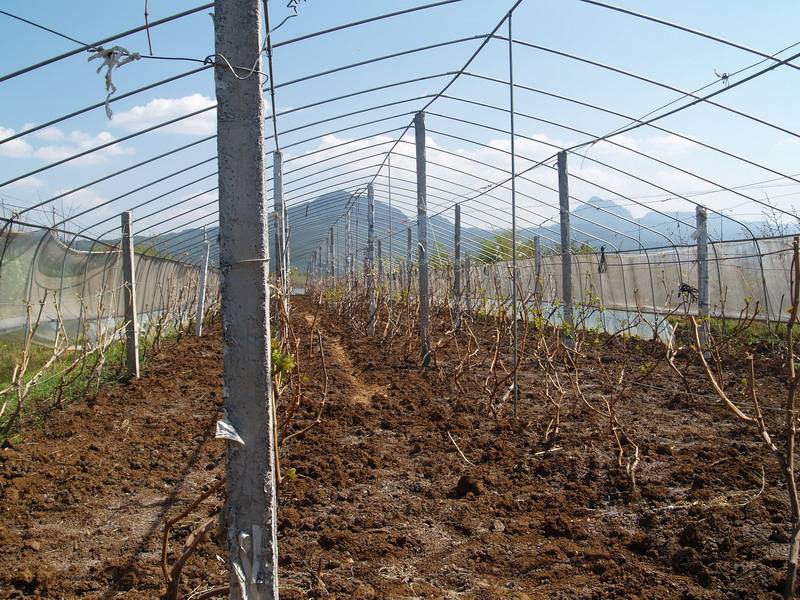 娄底瓜果种植欢迎来电山东民泰