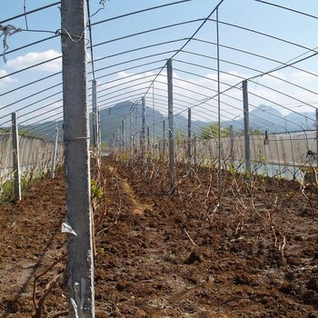 河北瓜果种植全国联盟山东民泰